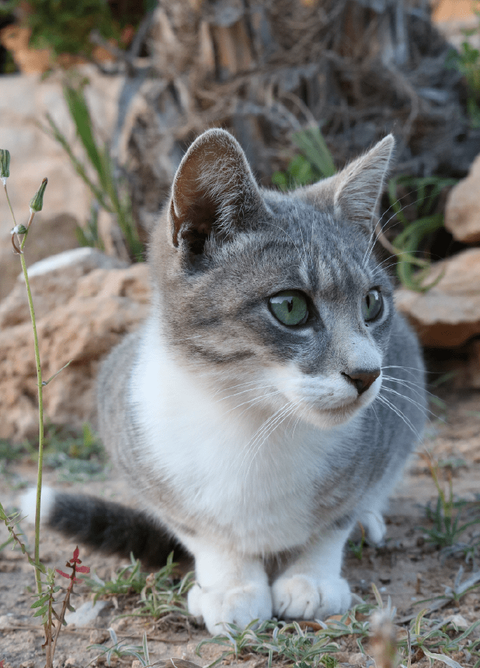 cat
