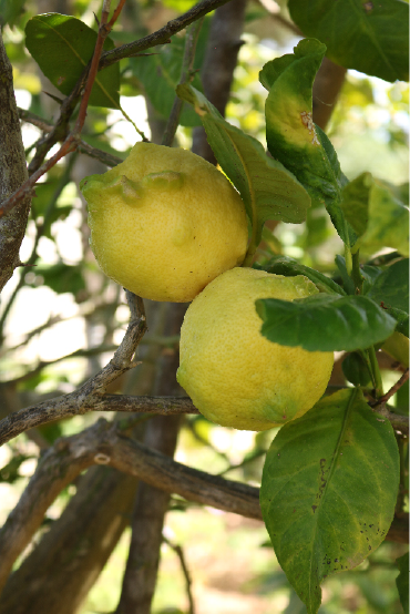 lemon